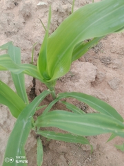 Zea mays