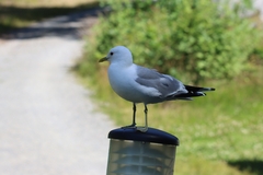 Larus canus