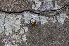 Cepaea hortensis