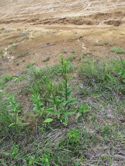 Silphium confertifolium
