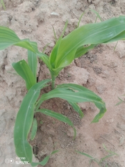 Zea mays