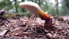 Ganoderma curtisii image