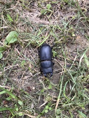 Dorcus parallelipipedus