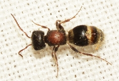 Myrmilla calva