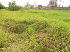 Sphagneticola calendulacea