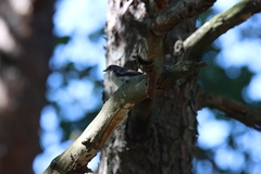 Ficedula hypoleuca