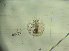 Testudinella