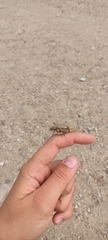 Amphimallon solstitiale