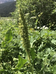 Rumex densiflorus