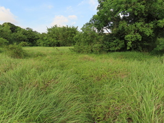 Sphagneticola calendulacea