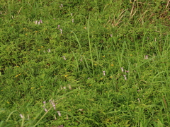 Sphagneticola calendulacea