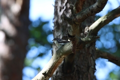 Ficedula hypoleuca