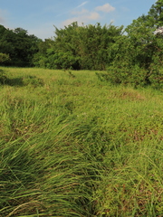 Sphagneticola calendulacea