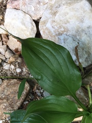 Hosta