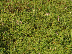 Sphagneticola calendulacea