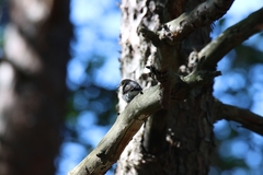 Ficedula hypoleuca