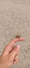 Amphimallon solstitiale