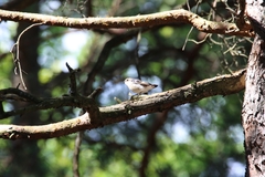 Ficedula hypoleuca