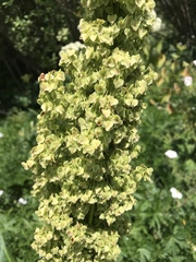 Rumex densiflorus