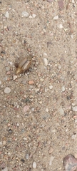 Amphimallon solstitiale