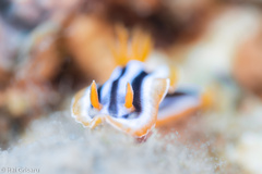 Chromodoris magnifica