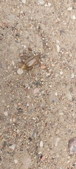 Amphimallon solstitiale