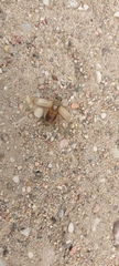 Amphimallon solstitiale