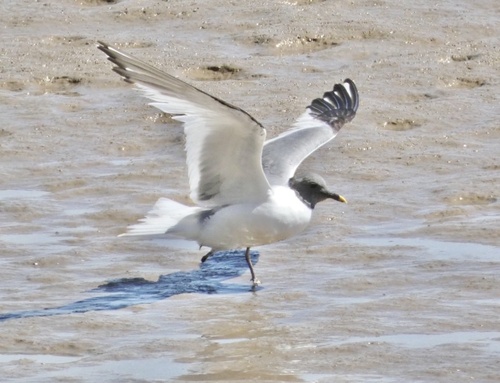 Gaviota de Sabine (Xema sabini)