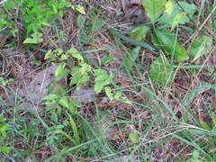 Calystegia catesbeiana