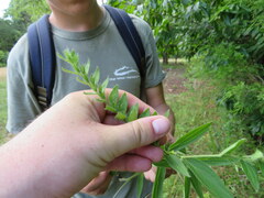 Lithospermum virginianum