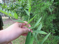 Lithospermum virginianum