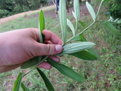 Lithospermum virginianum