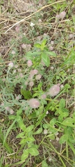 Trifolium arvense