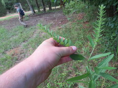 Lithospermum virginianum