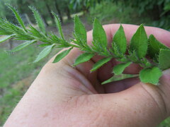 Lithospermum virginianum