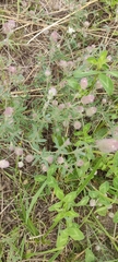 Trifolium arvense