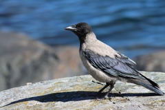 Corvus cornix