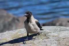 Corvus cornix