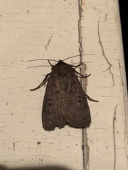 Graphiphora