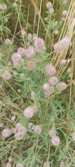 Trifolium arvense