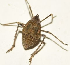 Parorgerioides perezii