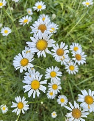 Leucanthemum × superbum