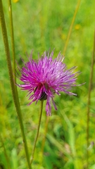 Cirsium pannonicum