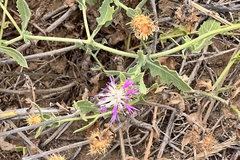 Centaurea sphaerocephala