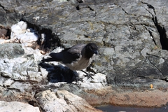 Corvus cornix