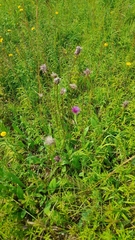 Cirsium pannonicum