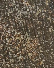 Menemerus bivittatus