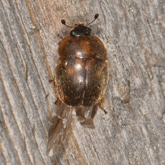 Amphicrossus ciliatus