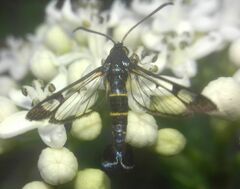 Synanthedon tipuliformis