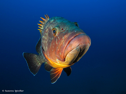 Dusky Grouper